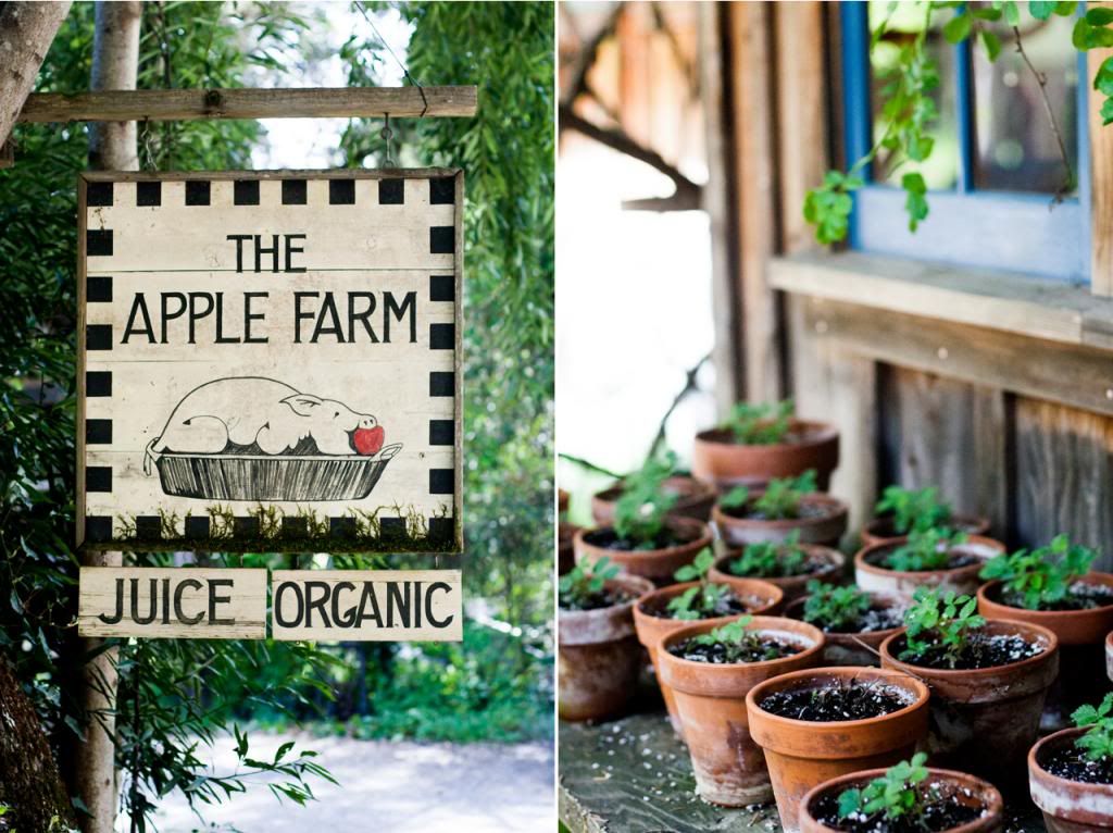 philo apple farm sign and strawberry starters