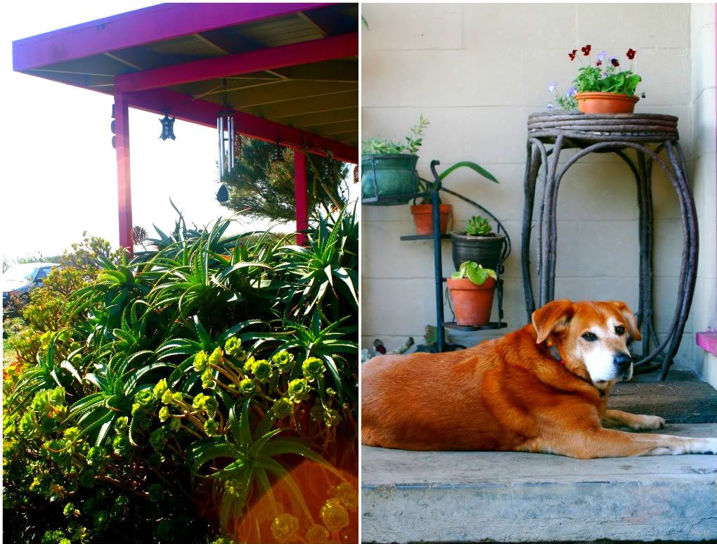 Bolinas house and dog on the porch