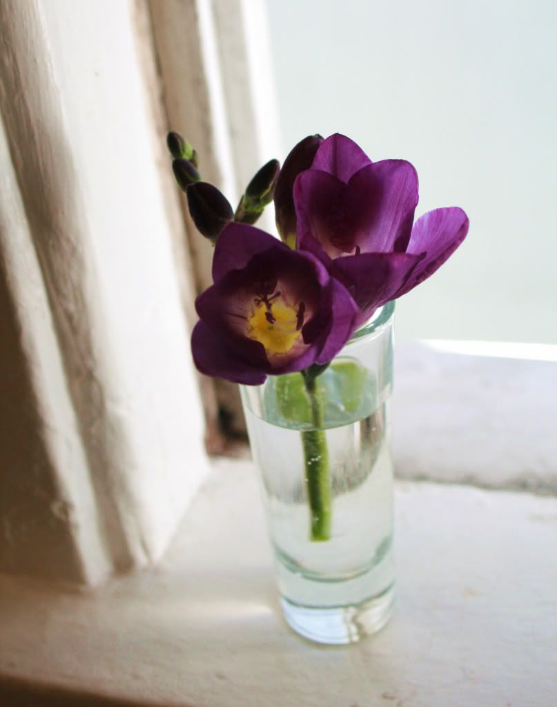 purple freesia still life