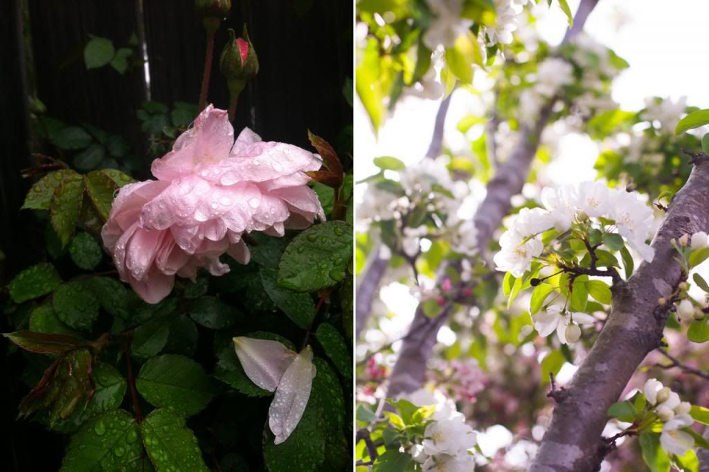 raindrops roses apple tree blossoms