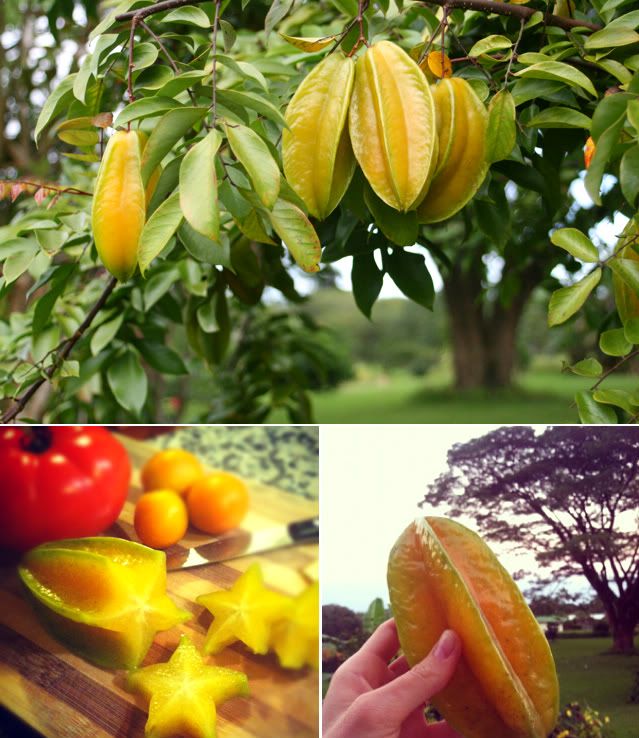 star fruit harvest