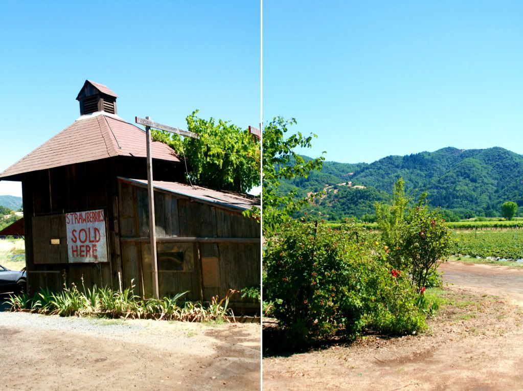 strawberries sold here hopland