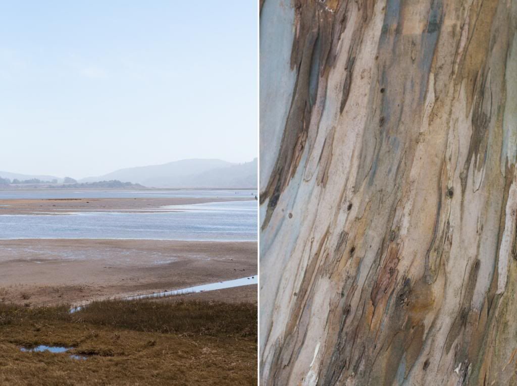 tomales bay eucalyptus