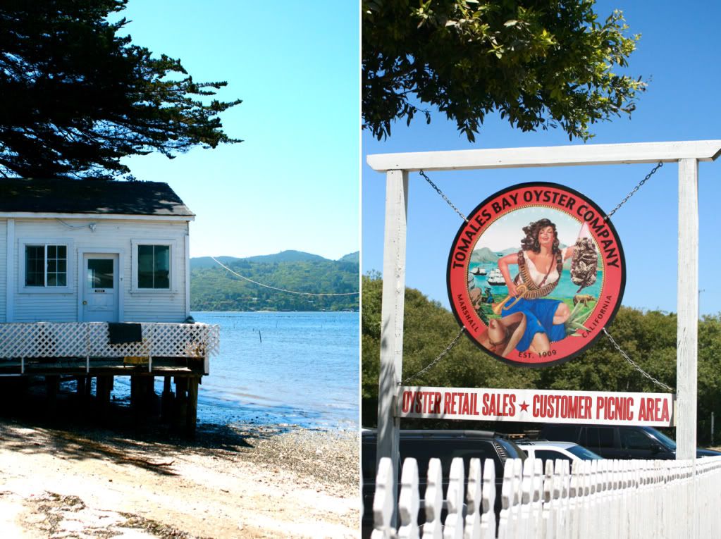 tomales bay oyster company