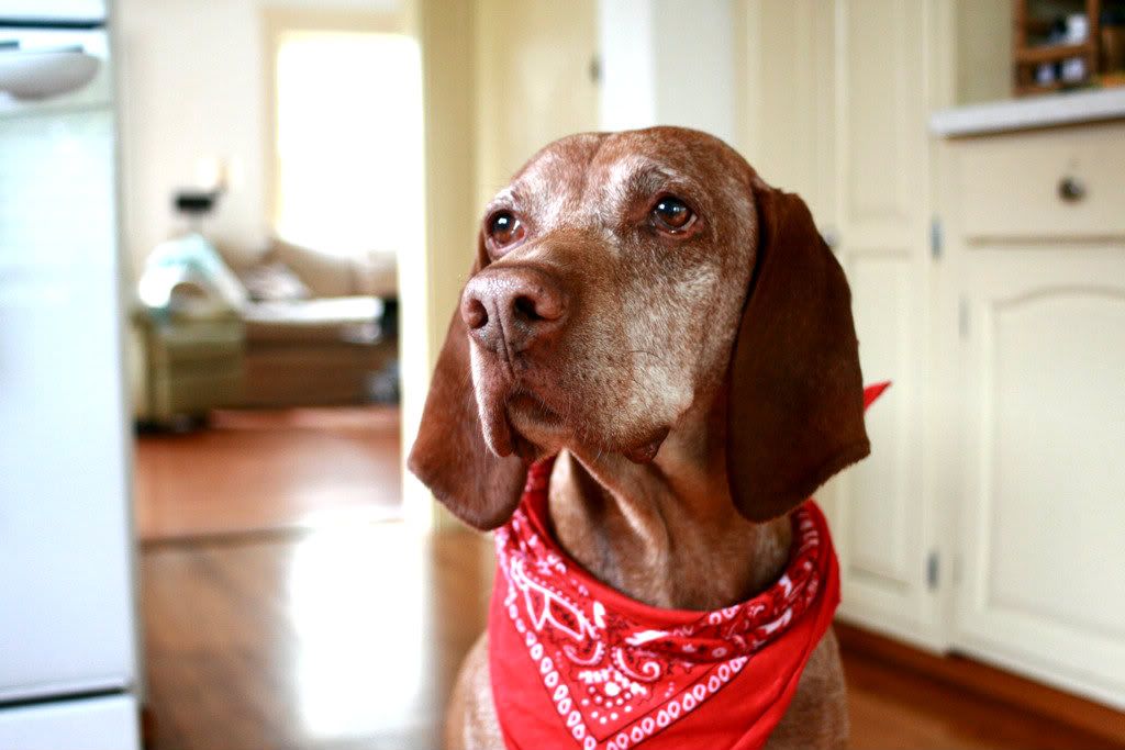 vizsla in the kitchen