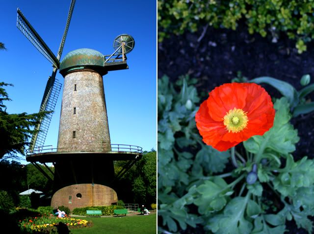 windmill and poppy in golden gate park