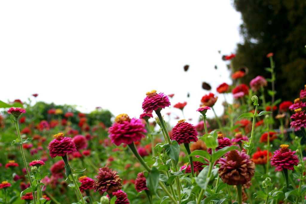 zinnia garden