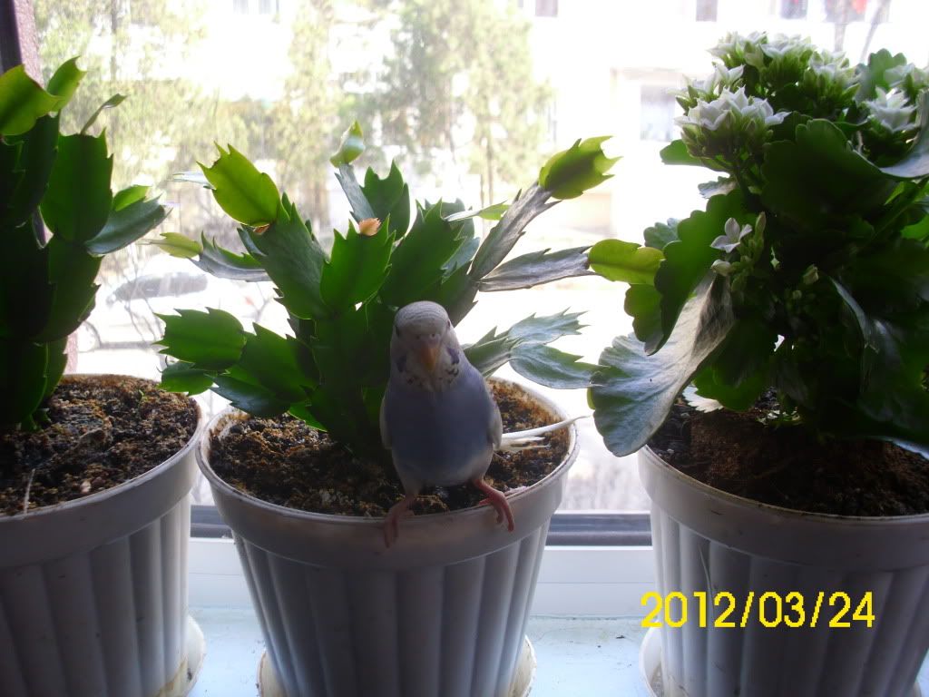 http://i1186.photobucket.com/albums/z368/cryssa_kien_kyouhei/emilie%20jolie%20xD/DSCI0394.jpg