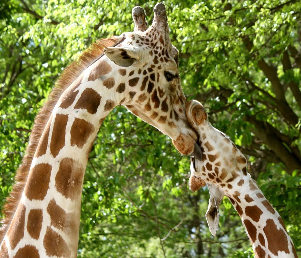 IMAGE: http://i1186.photobucket.com/albums/z371/HeatherBWiley/Photography/mpzoo24.jpg