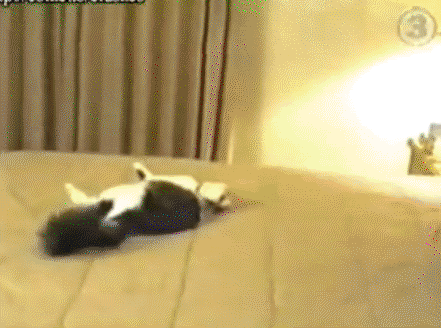Cat-Runs-Into-Wall.gif