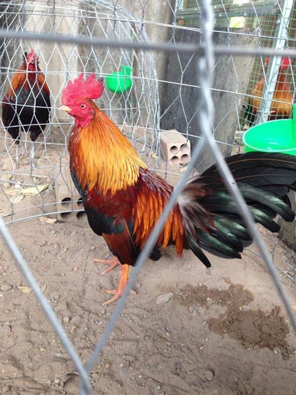 Tre Lai Đá Tiền ( Bao Tốt ) - 1