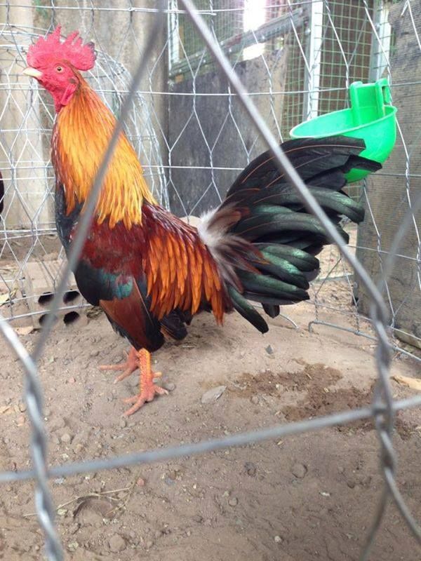 Tre Lai Đá Tiền ( Bao Tốt ) - 2