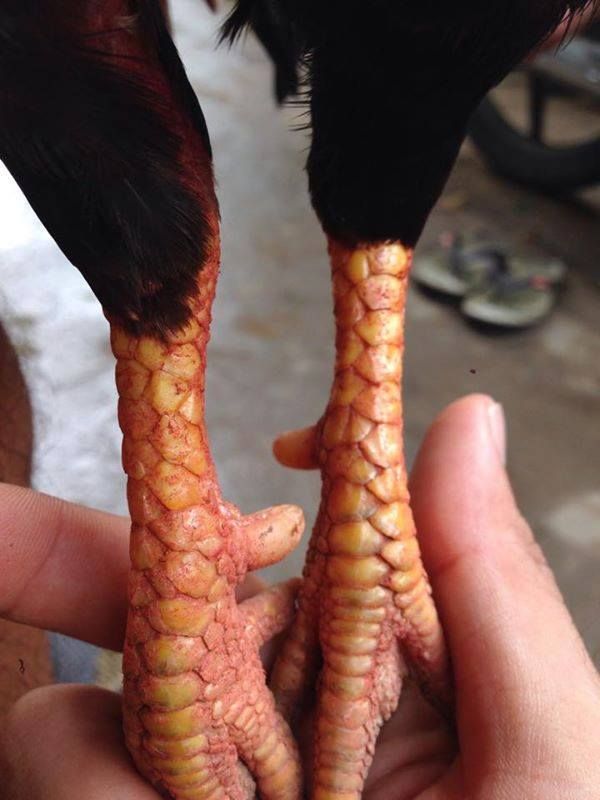 Tre Lai Đá Tiền ( Bao Tốt ) - 4