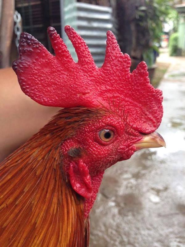 Tre Lai Đá Tiền ( Bao Tốt ) - 3