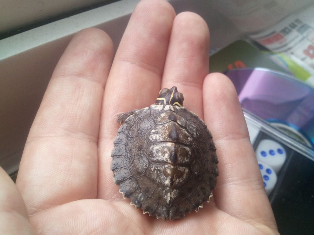 Turtle shell turning white EMERGENCY CARE Turtle Forum