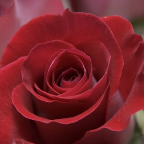http://i1186.photobucket.com/albums/z374/dmc1965/ROSES_500x.jpg