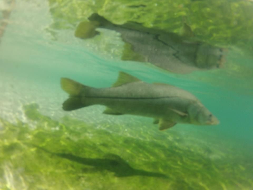 goprosnook1.jpg