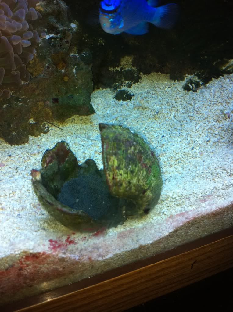 Did my fish lay eggs? Aquarium Advice Aquarium Forum Community