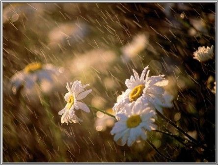  photo daisy-in-rain.jpg