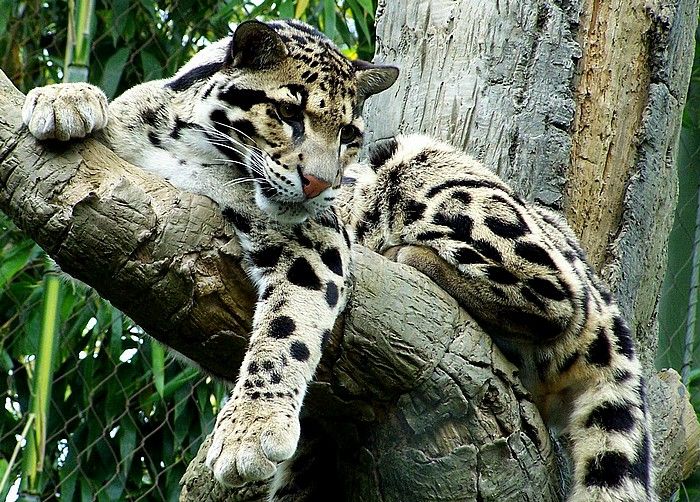  photo 1aaClouded-Leopard.jpg