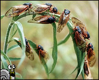  photo esc.avec.cicadas.jpg