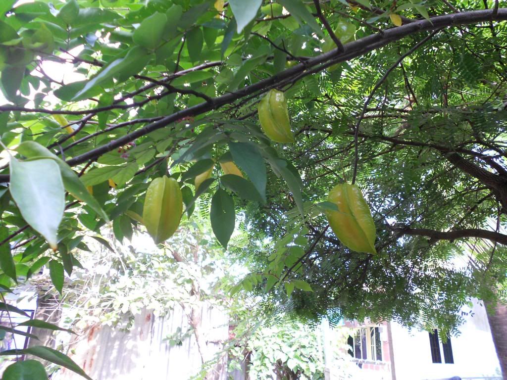 [Bán] Đất Thổ Cư diện tích 101 m2, hẻm đường Phạm Hữu Lầu, Quận 7 = 1 tỷ 3 - 5