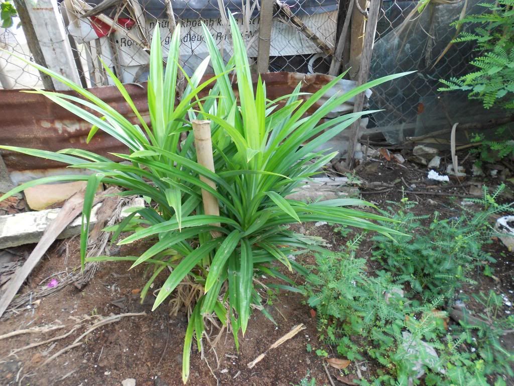 [Bán] Đất Thổ Cư diện tích 101 m2, hẻm đường Phạm Hữu Lầu, Quận 7 = 1 tỷ 3 - 3