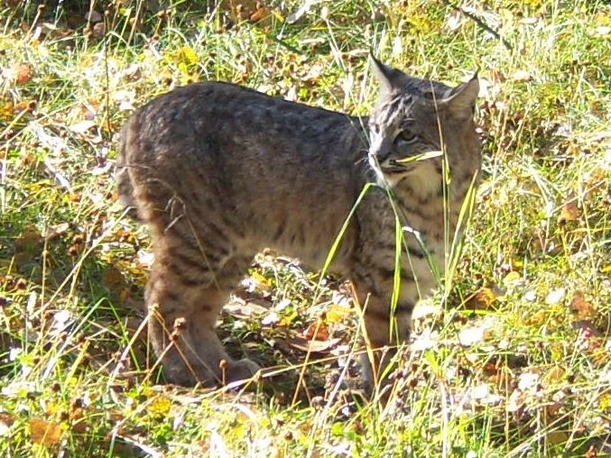 Bobcat bother deer? Alberta Outdoorsmen Forum