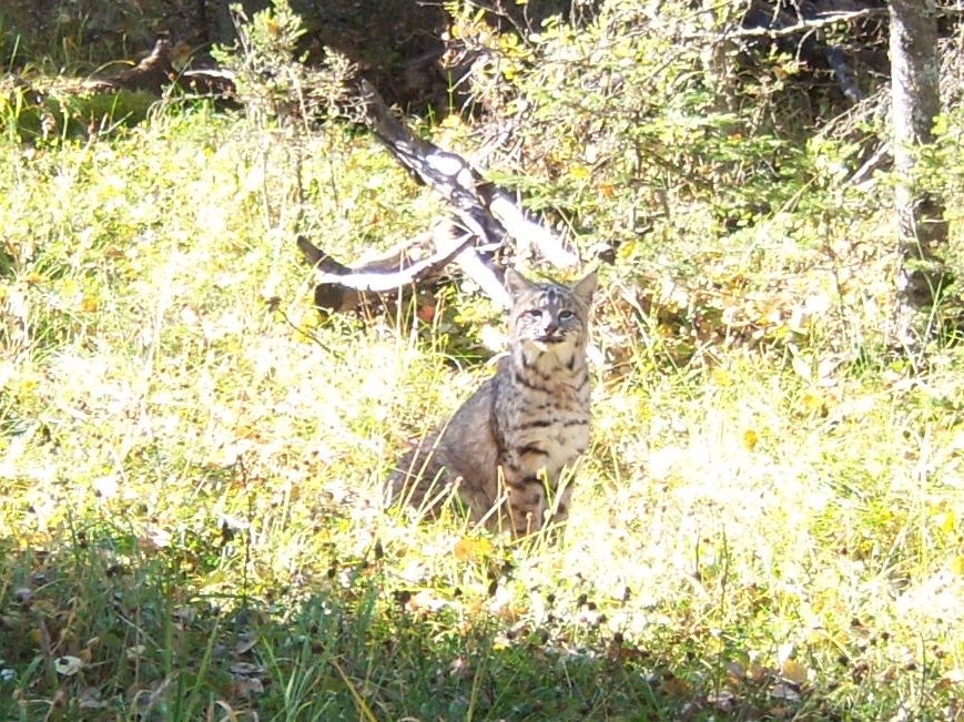 Bobcat bother deer? Alberta Outdoorsmen Forum