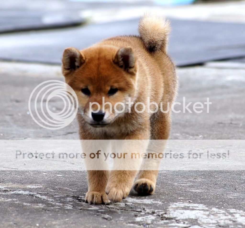 柴犬相簿 - 柴犬大学 shiba university / doguni 宠物大学 / 柴犬