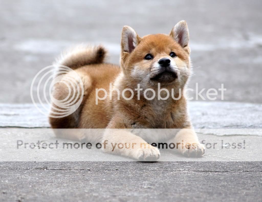 柴犬相簿 - 柴犬大学 shiba university / doguni 宠物大学 / 柴犬