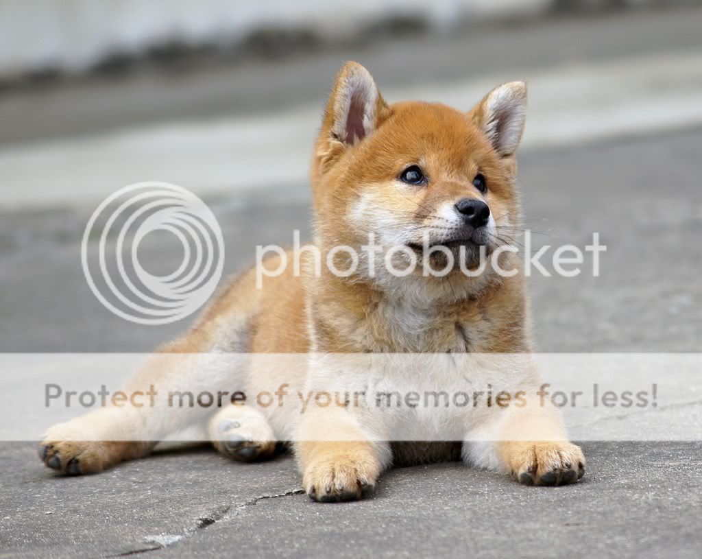 柴犬相簿 - 柴犬大学 shiba university / doguni 宠物大学 / 柴犬