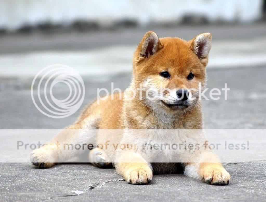 柴犬相簿 - 柴犬大学 shiba university / doguni 宠物大学 / 柴犬
