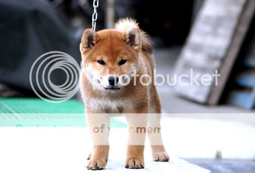 柴犬相簿 - 柴犬大学 shiba university / doguni 宠物大学 / 柴犬