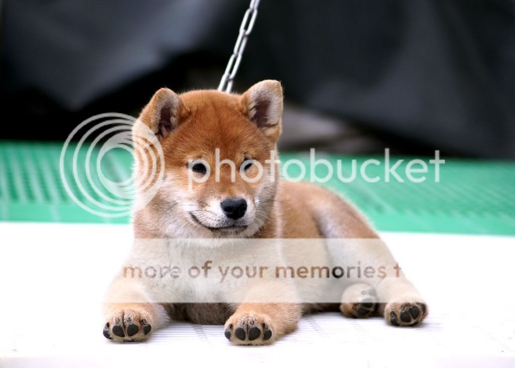 柴犬相簿 - 柴犬大学 shiba university / doguni 宠物大学 / 柴犬