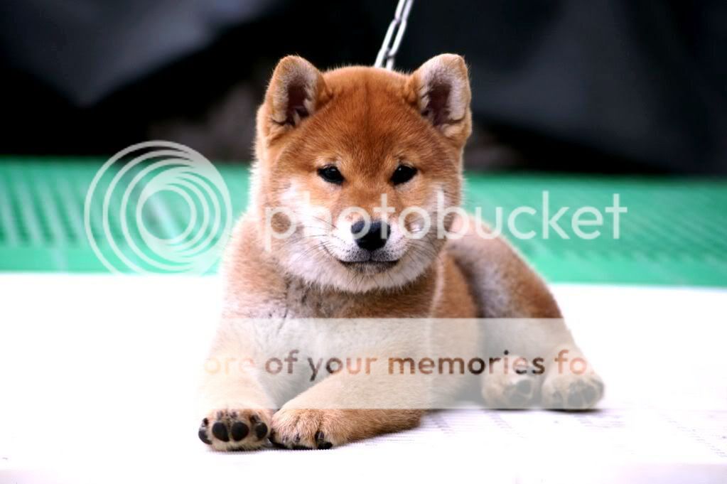 柴犬相簿 - 柴犬大学 shiba university / doguni 宠物大学 / 柴犬