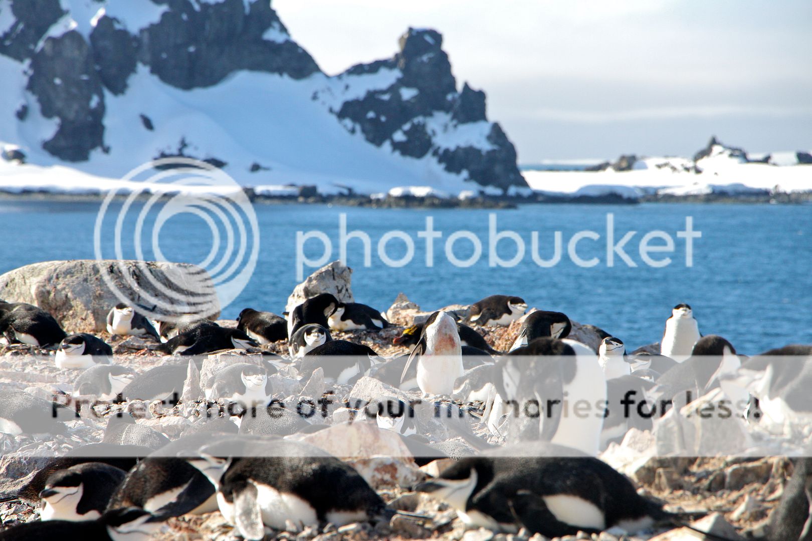 The Curious Penguins In Antarctica