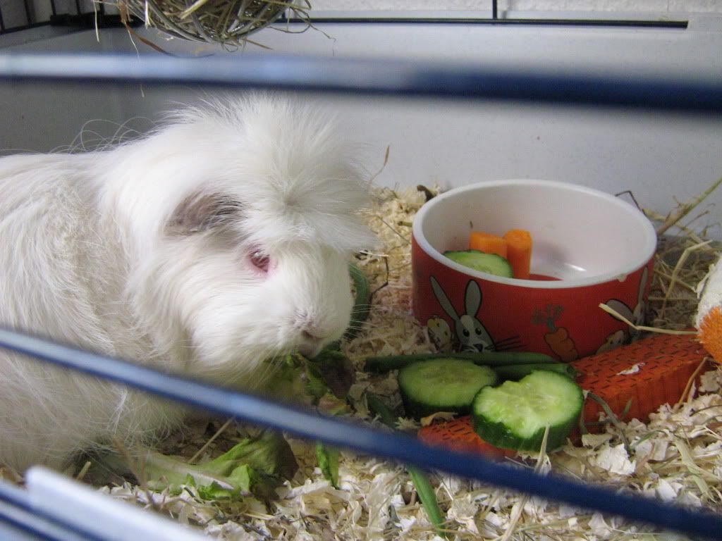 Nibble.jpg